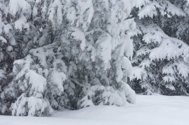Parktaki yeşil ağaçlar karla kaplı..