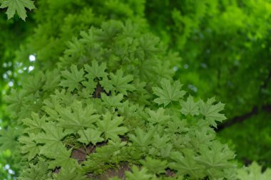 Bir ağacın alttaki görünümü