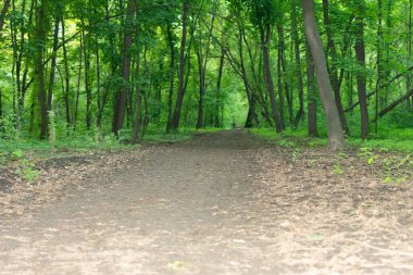 Ağaçların arasında bir patika var.