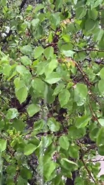 Bahçede yeşil yapraklar