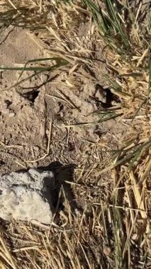 Bir böceğin yakın çekim görüntüsü.