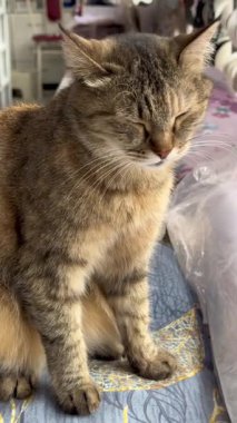 Kedi yerde yatıyor.