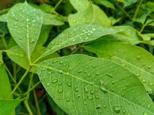 stock image fresh green leaves  in the pouring rain