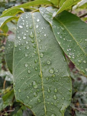 Yapraklarda çiy, yapraklarda düz çizgiler olan parlak yeşil bitkiler. dalgalı yaprak kenarları
