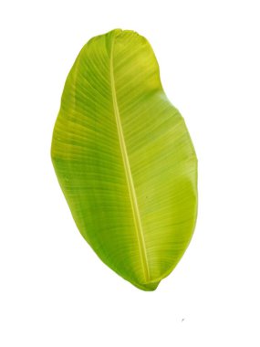 Yeşil muz yaprağı ve düz çizgiler yan yana.