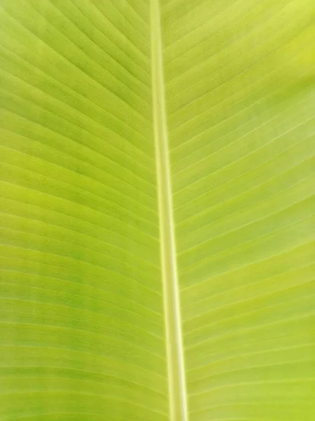 green banana leaf with straight lines  many lines next to each other