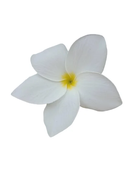 Beyaz Çiçekler Yeşil Arkaplan Sarı Orta — Stok fotoğraf