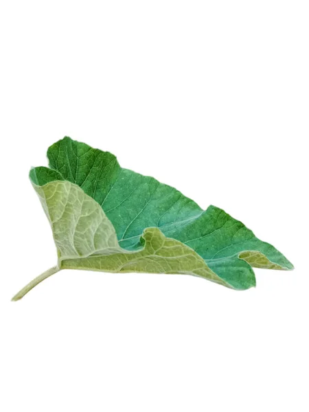 1枚の葉 写真を飾り 製品を配置するのに使用できる葉 背景画像の緑の葉を白い背景にする — ストック写真