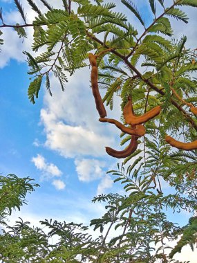 Parlak gökyüzünde yapraklar ve bulutlar