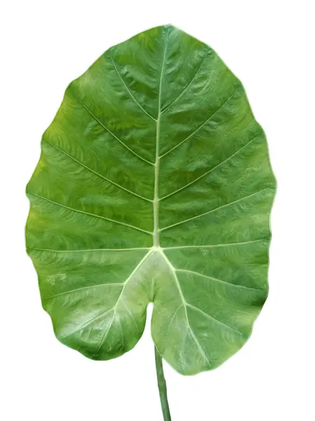 Okrągły Zielony Liść Łodygą Liścia Białym Tle — Zdjęcie stockowe