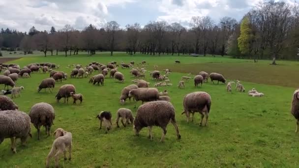 Stado Owiec Wypasanych Zielonej Łące — Wideo stockowe