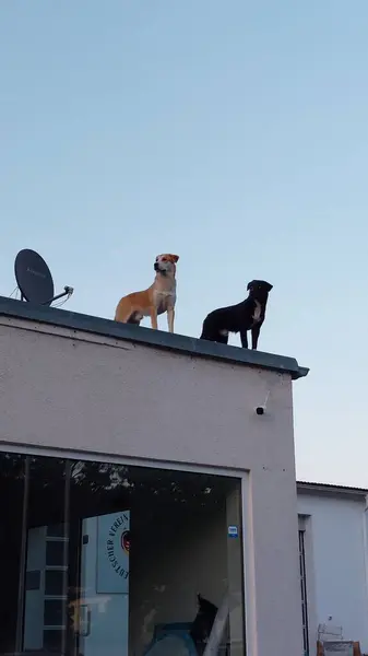 Hund Staden — Stockfoto