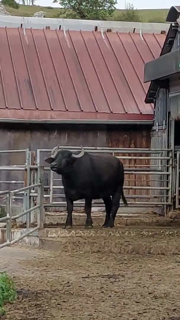 Una Vaca Granja — Vídeos de Stock