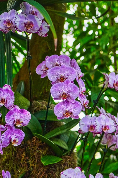 Orchideenblumen Garten — Stockfoto