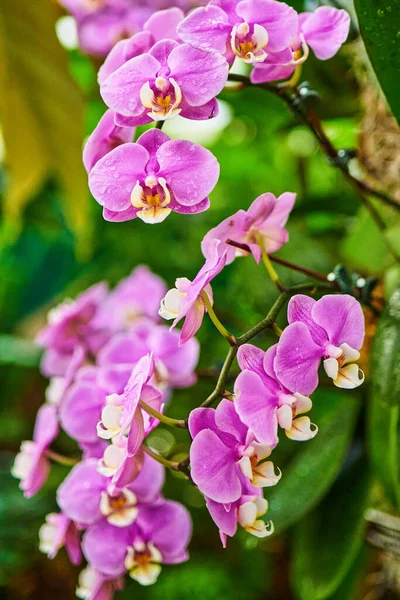 Orchideenblumen Garten — Stockfoto