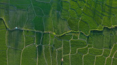 Rice Fields Üst Görünüm İHA Çekimi