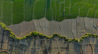 Rice Fields Üst Görünüm İHA Çekimi