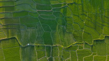 Rice Fields Üst Görünüm İHA Çekimi