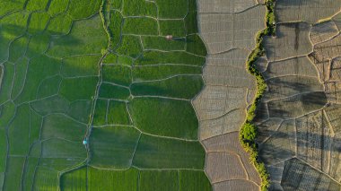 Rice Fields Üst Görünüm İHA Çekimi