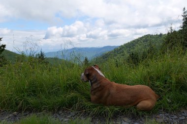 Dumanlı Dağlar 'a ve Tennessee, Kuzey Carolina ve Güney Carolina çevresindeki çeşitli parklara yapılan bir geziden.