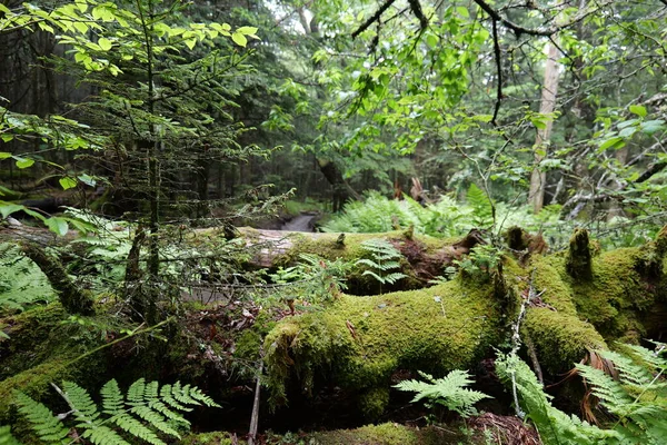 Von Einer Reise Die Smoky Mountains Und Verschiedene Parks Rund — Stockfoto