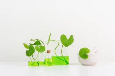 Biyolojik deney için Beyaz Arkaplan Centella asiatikası (gotu) biyolojik test tüplerinde Centella asiatica yaprakları ve yeşil su sunumu. Centella asiatica temelli kozmetik ürünleri .