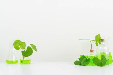Biyolojik deney için Beyaz Arkaplan Centella asiatikası (gotu) biyolojik test tüplerinde Centella asiatica yaprakları ve yeşil su sunumu. Centella asiatica temelli kozmetik ürünleri .