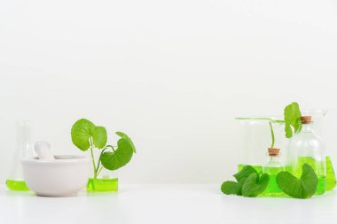 Biyolojik deney için Beyaz Arkaplan Centella asiatikası (gotu) biyolojik test tüplerinde Centella asiatica yaprakları ve yeşil su sunumu. Centella asiatica temelli kozmetik ürünleri .