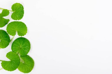 Masa yeşil centella asiatica yaprakları ya da beyaz arkaplanda izole edilmiş Gotu kula