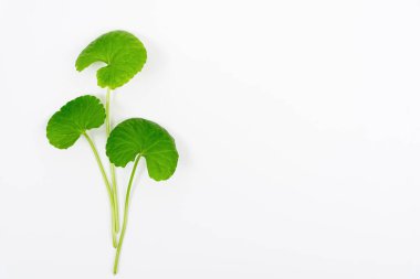 Masa yeşil centella asiatica yaprakları ya da beyaz arkaplanda izole edilmiş Gotu kula