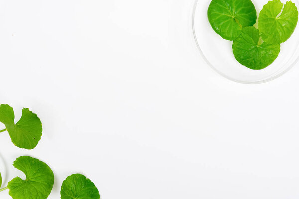 Top view on table green centella asiatica leaves or Gotu kula with isolated on white background