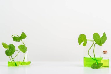 Biyolojik deney için Beyaz Arkaplan Centella asiatikası (gotu) biyolojik test tüplerinde Centella asiatica yaprakları ve yeşil su sunumu. Centella asiatica temelli kozmetik ürünleri .