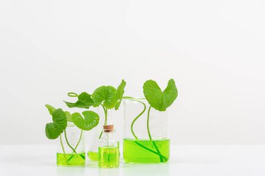 Biyolojik deney için Beyaz Arkaplan Centella asiatikası (gotu) biyolojik test tüplerinde Centella asiatica yaprakları ve yeşil su sunumu. Centella asiatica temelli kozmetik ürünleri .