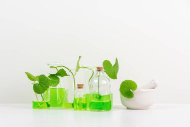 Biyolojik deney için Beyaz Arkaplan Centella asiatikası (gotu) biyolojik test tüplerinde Centella asiatica yaprakları ve yeşil su sunumu. Centella asiatica temelli kozmetik ürünleri .