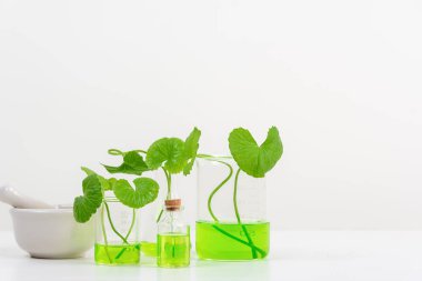 Biyolojik deney için Beyaz Arkaplan Centella asiatikası (gotu) biyolojik test tüplerinde Centella asiatica yaprakları ve yeşil su sunumu. Centella asiatica temelli kozmetik ürünleri .