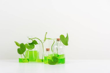 Biyolojik deney için Beyaz Arkaplan Centella asiatikası (gotu) biyolojik test tüplerinde Centella asiatica yaprakları ve yeşil su sunumu. Centella asiatica temelli kozmetik ürünleri .