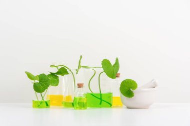 Biyolojik deney için Beyaz Arkaplan Centella asiatikası (gotu) biyolojik test tüplerinde Centella asiatica yaprakları ve yeşil su sunumu. Centella asiatica temelli kozmetik ürünleri .