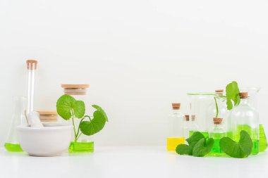 Biyolojik deney için Beyaz Arkaplan Centella asiatikası (gotu) biyolojik test tüplerinde Centella asiatica yaprakları ve yeşil su sunumu. Centella asiatica temelli kozmetik ürünleri .