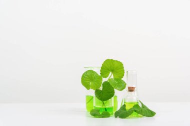 Biyolojik deney için Beyaz Arkaplan Centella asiatikası (gotu) biyolojik test tüplerinde Centella asiatica yaprakları ve yeşil su sunumu. Centella asiatica temelli kozmetik ürünleri .