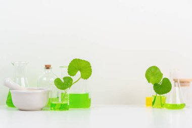 Biyolojik deney için Beyaz Arkaplan Centella asiatikası (gotu) biyolojik test tüplerinde Centella asiatica yaprakları ve yeşil su sunumu. Centella asiatica temelli kozmetik ürünleri .