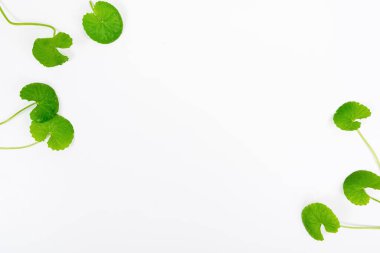 Masa yeşil centella asiatica yaprakları ya da beyaz arkaplanda izole edilmiş Gotu kula