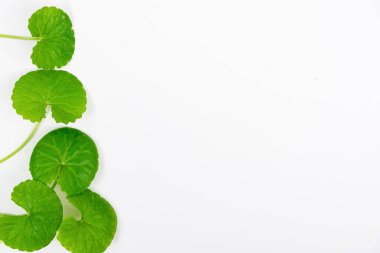 Masa yeşil centella asiatica yaprakları ya da beyaz arkaplanda izole edilmiş Gotu kula