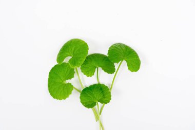 Masa yeşil centella asiatica yaprakları ya da beyaz arkaplanda izole edilmiş Gotu kula