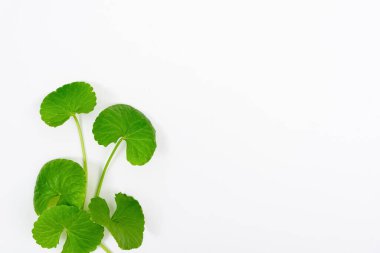 Masa yeşil centella asiatica yaprakları ya da beyaz arkaplanda izole edilmiş Gotu kula