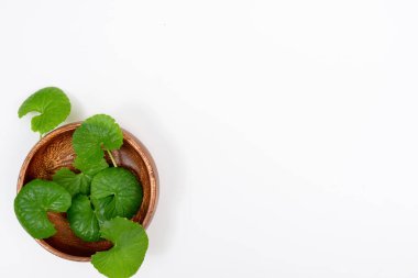 Masa yeşil centella asiatica yaprakları ya da beyaz arkaplanda izole edilmiş Gotu kula