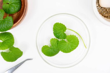 Masa yeşil centella asiatica yaprakları ya da beyaz arkaplanda izole edilmiş Gotu kula