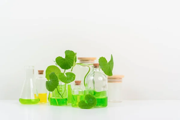 生物実験プレゼンテーションのためのホワイト バックグラウンド センテラ マニカ Gotu センテラ マニカの葉と生物実験管の緑の水 セネラ マニカをベースにした化粧品の生産 — ストック写真