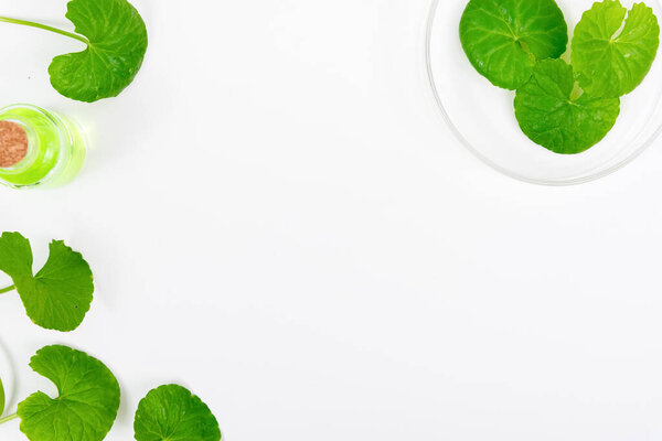Top view on table green centella asiatica leaves or Gotu kula with isolated on white background