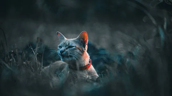 Wütende Katze Auf Der Blauen Wiese — Stockfoto