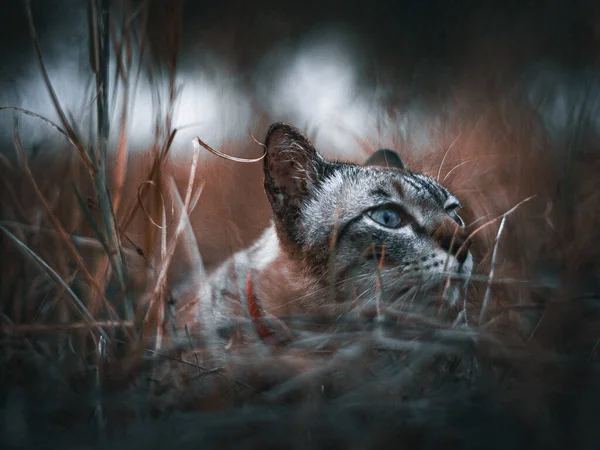 Кошка Нюхает Природе — стоковое фото